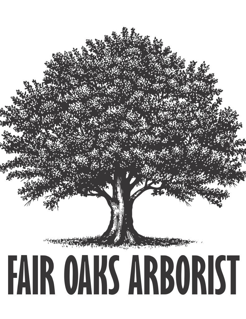 A Fair Oaks arborist ensures the park's trees are healthy and beautiful for the Chicken Festival.